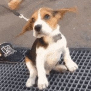 Meet your Posher, Jane